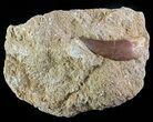 Fossil Plesiosaur (Zarafasaura) Tooth In Rock #61107-1